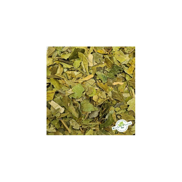 Gymnema sylvestris - Feuilles en vrac herboristerie du Palais Royal paris