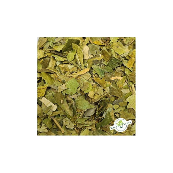 Gymnema sylvestris - Feuilles en vrac herboristerie du Palais Royal paris