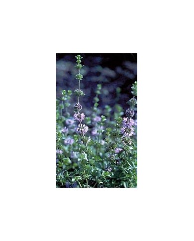 Menthe pouliot en vrac Menthe pouliot en vrac