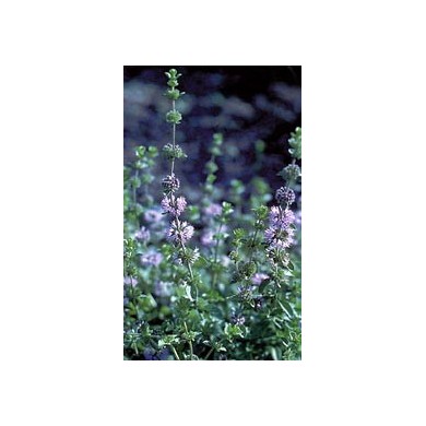 Menthe pouliot en vrac Menthe pouliot en vrac
