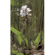 Menyanthe - Feuilles en vrac