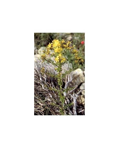 Millepertuis - Sommités en vrac BIO Millepertuis - Sommités en vrac BIO