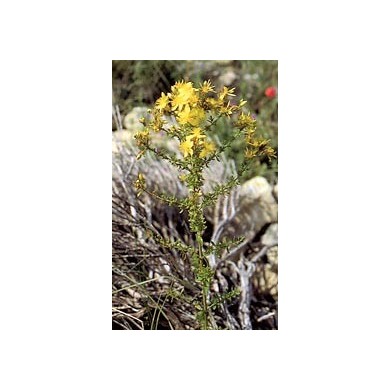 Millepertuis - Sommités en vrac BIO