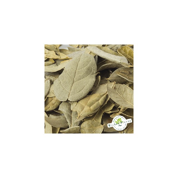 Boldo - Feuilles en vrac Herboristerie du Palais Royal Michel Pierre Paris