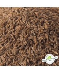 Carvi noir - Fruit en vrac Herboristerie du Palais Royal Paris Michel Pierre Carvi noir - Fruit en vrac Herboristerie du Palais Royal Paris Michel Pierre