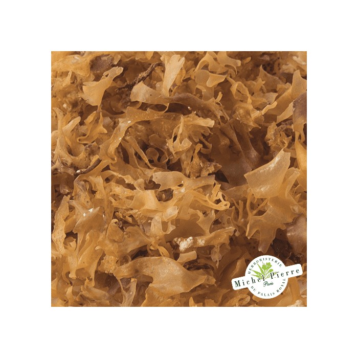 Carragaheen thalle en vrac - Herboristerie du Palais Royal Paris - Michel Pierre