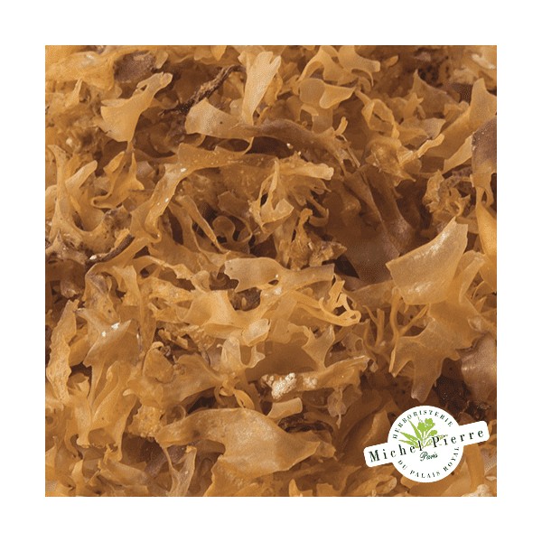 Carragaheen thalle en vrac - Herboristerie du Palais Royal Paris - Michel Pierre