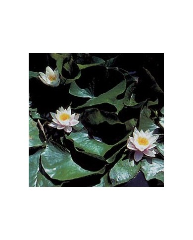 Nénuphar - Racines en vrac Nénuphar - Racines en vrac