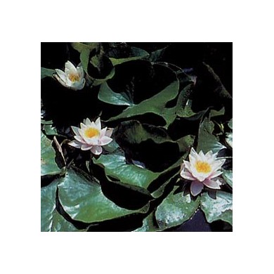 Nénuphar - Racines en vrac Nénuphar - Racines en vrac
