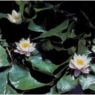 Nénuphar - Racines en vrac