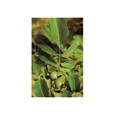 Noyer - Feuilles en vrac