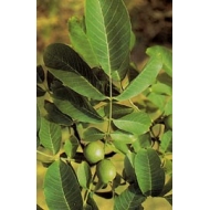 Noyer - Feuilles en vrac