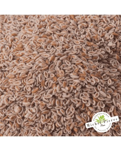 Ispaghul (Psyllium blond) - Graines en vrac HERBORISTERIE DU PALAIS ROYAL MICHEL PIERRE PARIS Ispaghul (Psyllium blond) - Graines en vrac HERBORISTERIE DU PALAIS ROYAL MICHEL PIERRE PARIS
