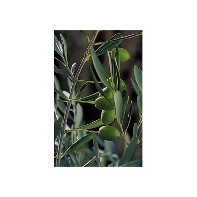 Olivier - Feuilles en vrac Bio