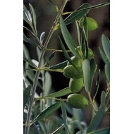 Olivier - Feuilles en vrac Bio