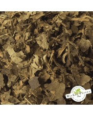 Noisetier - Feuilles en vrac - HERBORISTERIE DU PALAIS ROYAL PARIS MICHEL PIERRE