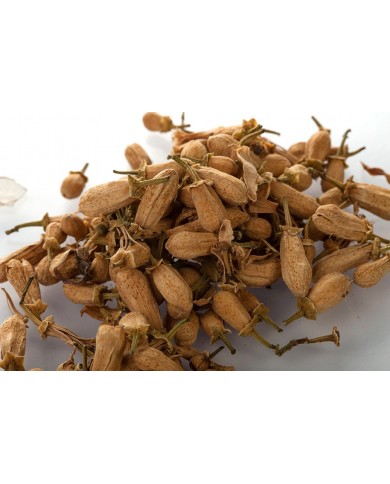 Oranger bigaradier - Boutons en vrac Oranger bigaradier - Boutons en vrac