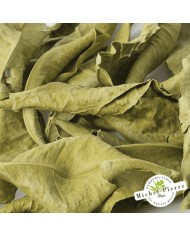 Oranger bigaradier - Feuilles en vrac - HERBORISTERIE DU PALAIS ROYAL PARIS MICHEL PIERRE Oranger bigaradier - Feuilles en vrac - HERBORISTERIE DU PALAIS ROYAL PARIS MICHEL PIERRE