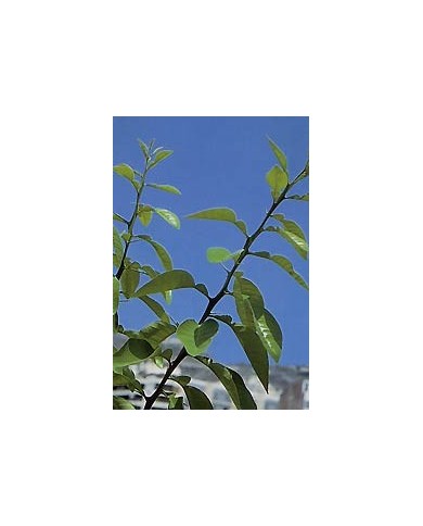 Oranger bigaradier - Boutons en vrac Oranger bigaradier - Boutons en vrac