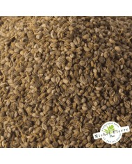 Persil - Graines en vrac - HERBORISTERIE DU PALAIS ROYAL PARIS MICHEL PIERRE