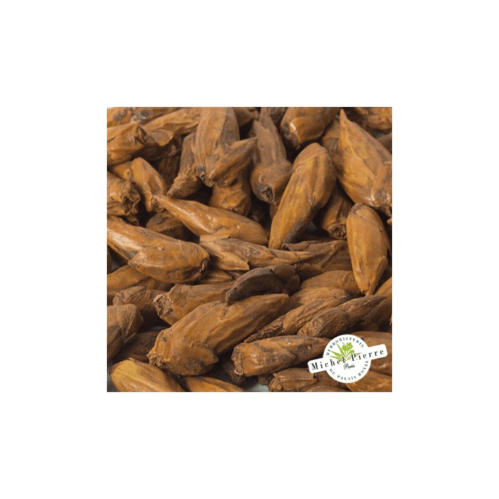 Peuplier - Bourgeons en vrac- HERBORISTERIE DU PALAIS ROYAL PARIS MICHEL PIERRE