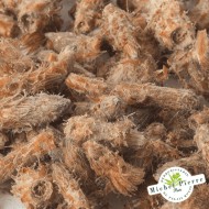 Pin sylvestre - Bourgeons en vrac- HERBORISTERIE DU PALAIS ROYAL PARIS MICHEL PIERRE