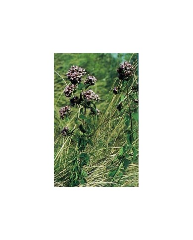 Origan - Feuille en vrac BIO Origan - Feuille en vrac BIO
