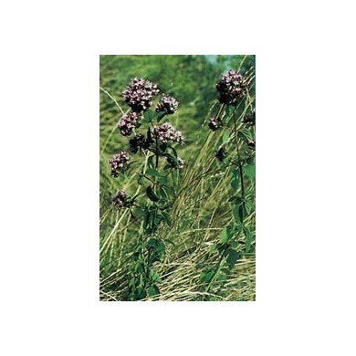 Origan - Feuille en vrac BIO Origan - Feuille en vrac BIO