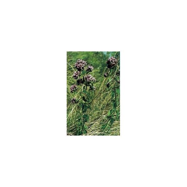 Origan - Feuille en vrac BIO