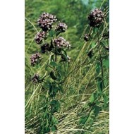 Origan - Feuille en vrac BIO