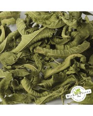 Verveine de Corse - Feuille en vrac - HERBORISTERIE DU PALAIS ROYAL PARIS MICHEL PIERRE