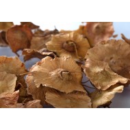 Paliure - Fruit en vrac Paliure - Fruit en vrac