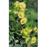 Paliure - Fruit en vrac Paliure - Fruit en vrac