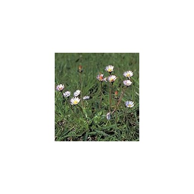 Pâquerette - Fleurs en vrac Pâquerette - Fleurs en vrac