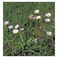 Pâquerette - Fleurs en vrac