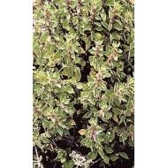 Pariétaire - parties aériennes en vrac Pariétaire - parties aériennes en vrac