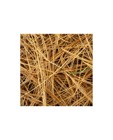 Pin Sylvestre aiguilles bio Pin Sylvestre aiguilles bio