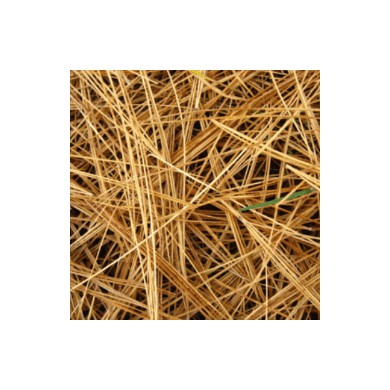 Pin Sylvestre aiguilles bio Pin Sylvestre aiguilles bio