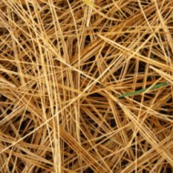 Pin Sylvestre aiguilles bio Pin Sylvestre aiguilles bio