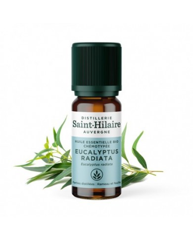 Eucalyptus radié en huile essentielle Bio Eucalyptus radié en huile essentielle Bio
