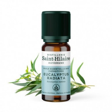 Eucalyptus radié en huile essentielle Bio Eucalyptus radié en huile essentielle Bio