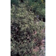 Ache des marais - herboristerie du Palais Royal