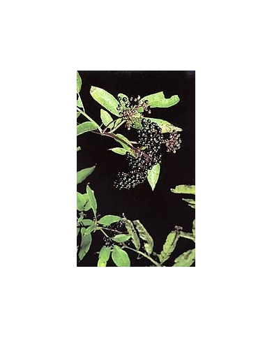 Sureau noir - Fleurs en vrac BIO Sureau noir - Fleurs en vrac BIO