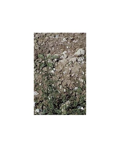Verveine officinale en vrac Verveine officinale en vrac