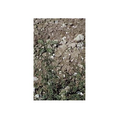 Verveine officinale en vrac Verveine officinale en vrac