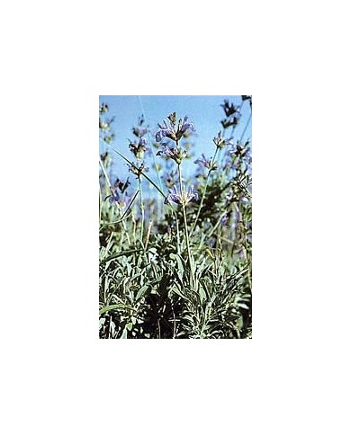 Sauge officinale - Feuilles en vrac BIO Sauge officinale - Feuilles en vrac BIO