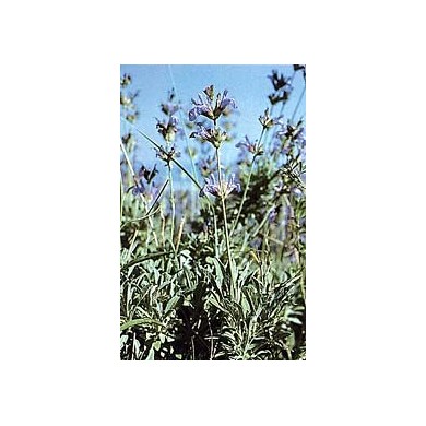 Sauge officinale - Feuilles en vrac BIO