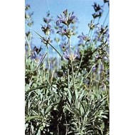 Sauge officinale - Feuilles en vrac BIO