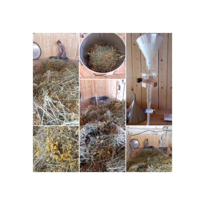 Hélichryse Italienne en eau florale Bio