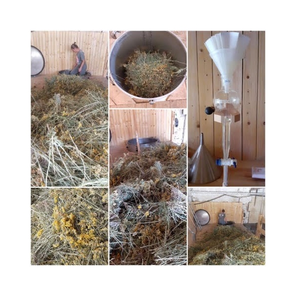 Hélichryse Italienne en eau florale Bio